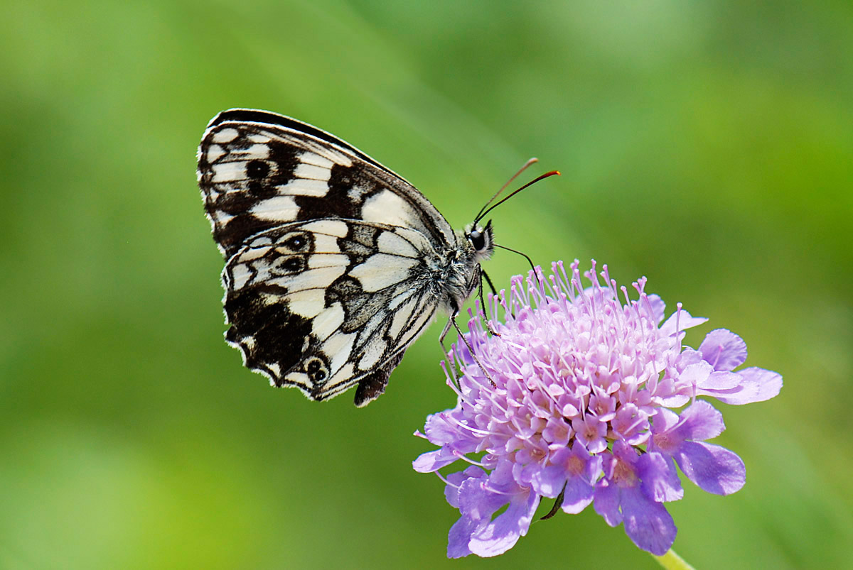 Melanargia galathea aberrante e altre forme, del Vicentino